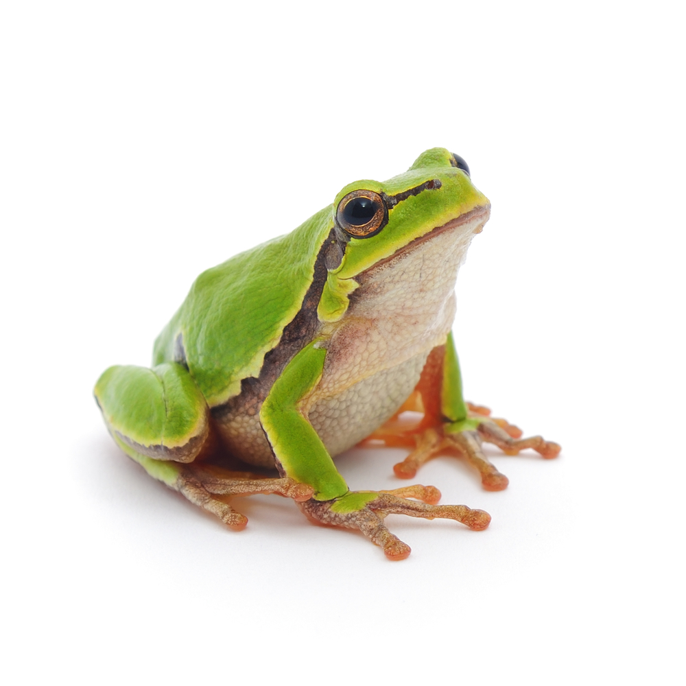 15_Frog